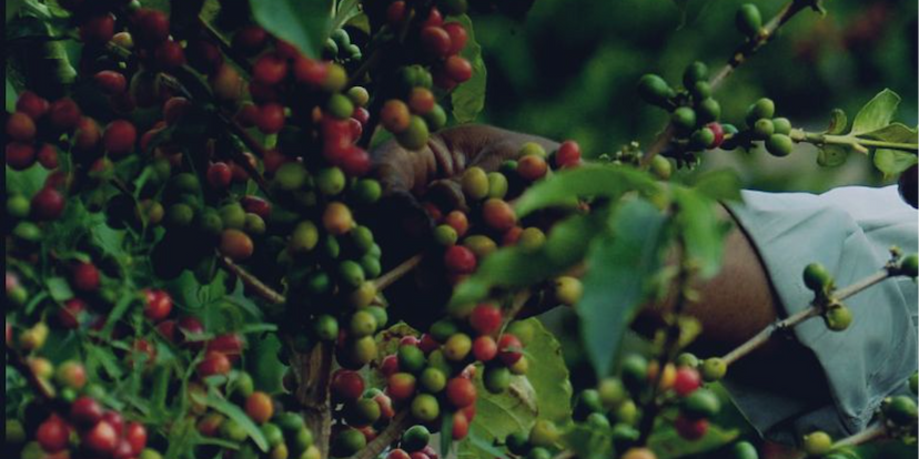 i-APS Project Coffee cultivation and natural regeneration